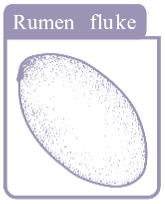 rumen-fluke